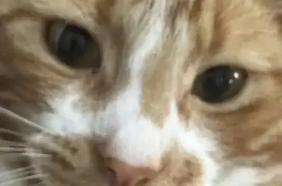 Lost Ginger Cat with White Moustache