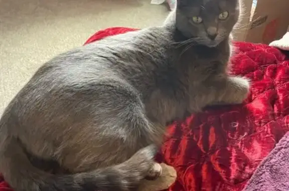 Missing cat North Plains, photo: Lost кошка, Northwest Stewart Lane, North Plains - Russian blue, hazel-green eyes