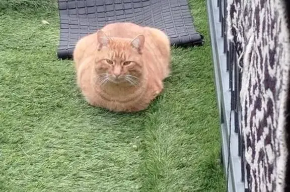 Perdu chat mâle, Rue de Coulmiers, 5, Houilles - très craintif - photo