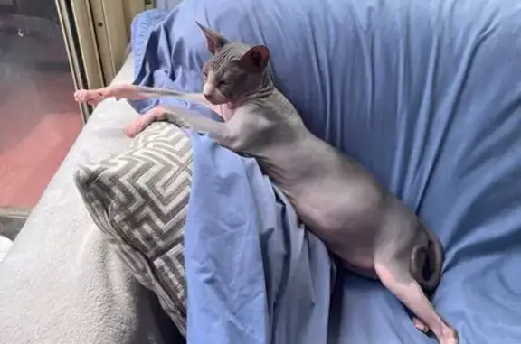 Lost Hairless Cat on Strickland Road