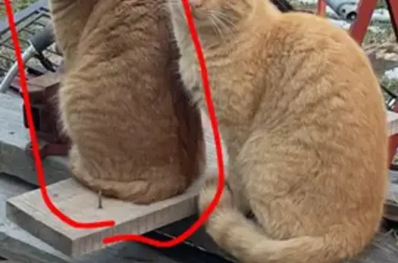 Missing cat Versailles, photo: Lost Кошка, Steele Road, 3397, Versailles - orange tabby intact male