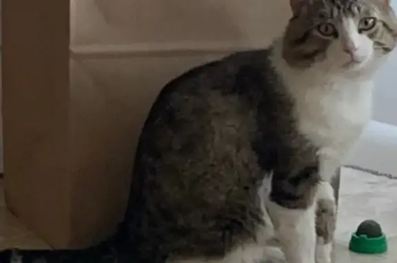 Missing cat Phoenix, photo: Lost Male Cat, South 430 East Street, 55, Orem - brown/gray tabby with white chest
