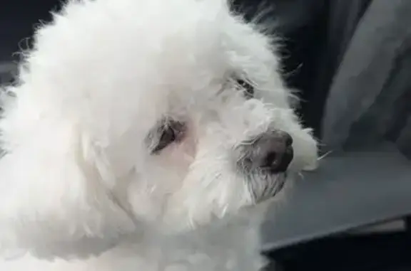 Lost Собака, Female, Denver, Colorado - white color - photo