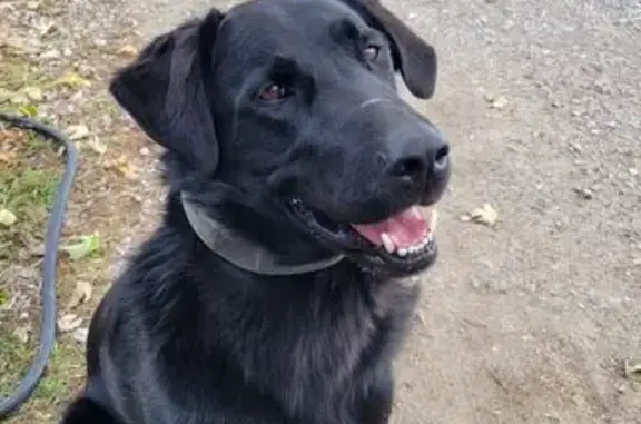 Lost Собака, Merrill, Michigan - solid black, bright brown eyes - photo