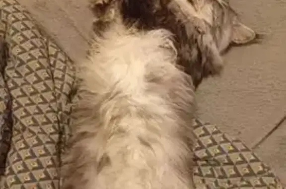 Animaux perdus Ostwald, photo: Perdu chat mâle, Allée de la Roselière, 4, Ostwald - maine coon gris blanc