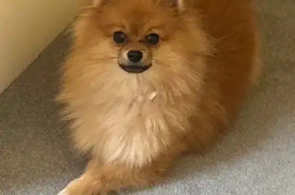 Lost pets , photo: Lost Pomeranian on Pacific Highway