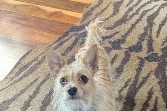 Lost Chihuahua Terrier in Merri-Bek, VIC