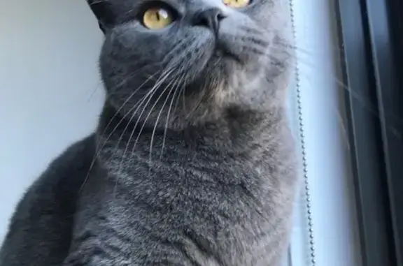 Missing cat , photo: Lost Dark Grey Cat in Moonee Valley