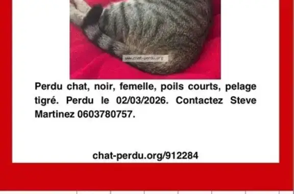 Perdu chat femelle, Rue des Muriers, 99, La Garde - tigrée et pucée - photo