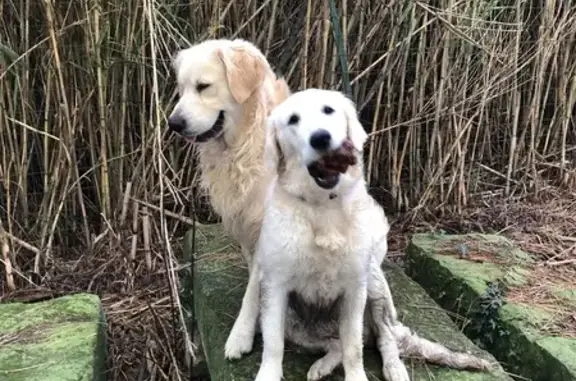Perdu chien femme, Beaucaire, Nîmes - deux chiens Golden - photo
