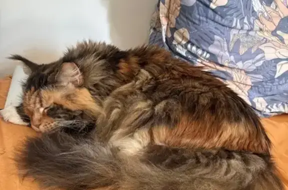 Perdu Chat Femme, Les Châteaux Saint-Sylvère, 1, Cergy - grande taille et tricolore - photo