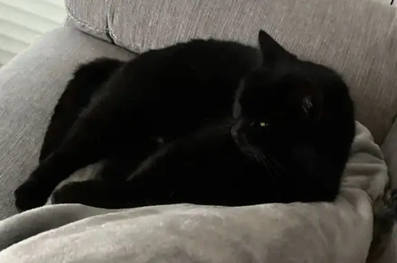 Chat perdu, Carentan-les-Marais, Carentan - femelle avec tache blanche - photo
