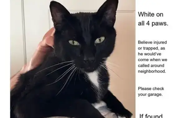 Missing cat Portland, photo: Lost Кошка, Southeast Oak Street, 3965, Portland - black with white whiskers