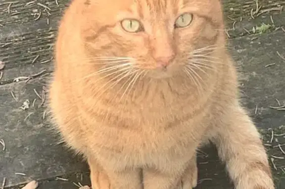 Animaux trouvés Savigné-sur-Lathan, photo: Trouvé chat mâle, Avenue de la Bouderie, 375, Savigné-sur-Lathan - roux avec queue rayée