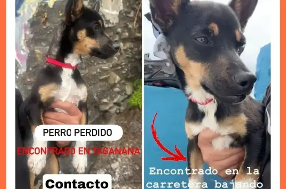 Perro Encontrado en Taganana:...