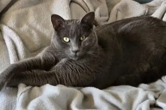 Perdu chat homme, Rue des Sarments, 9, Bouillargues - gris uni, queue cassée - photo
