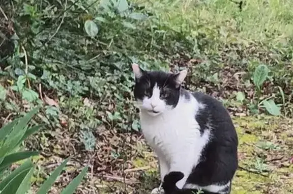 Animaux trouvés Béziers, photo: Trouvé chat noir et blanc, Rue du Languedoc, Castelnau-le-Lez, Béziers