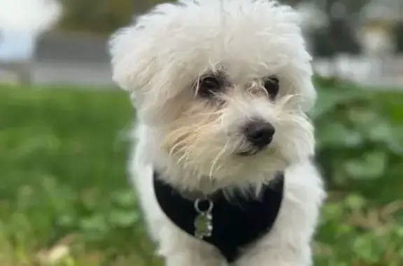 Perro Perdido en Macastre: Blanco con Collar Azul