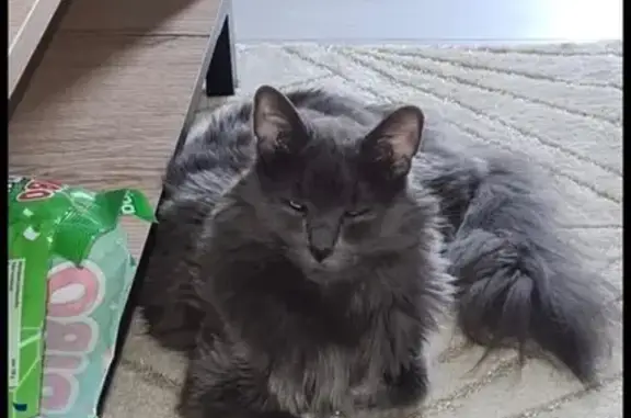 Animaux perdus Lyon, photo: Perdu chat homme, Izeron, Auvergne-Rhône-Alpes - très sociable et câlin