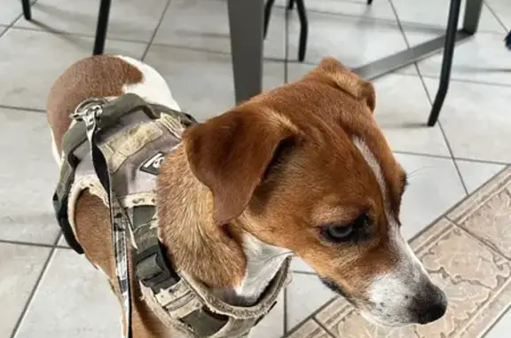 Animaux trouvés Les Sables-d'Olonne, photo: Trouvé Chien, Allée du Fenouil, 1, Les Sables-d'Olonne - Jack Russel remis à la fourrière