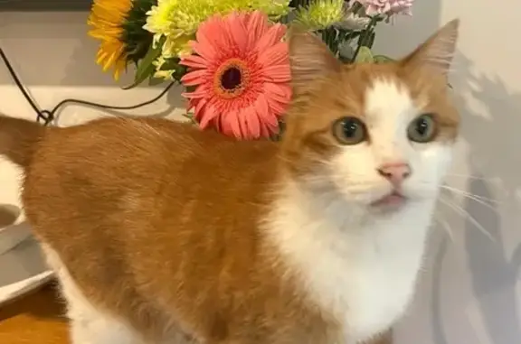 Friendly Ginger Cat Lost in Ewshot