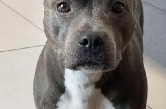 Chien disparu Fille (fl585647) - photo