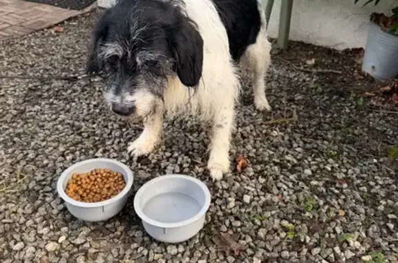 Animaux trouvés Paris, photo: Trouvé chien mâle, Giratoire du Vincin, Vannes