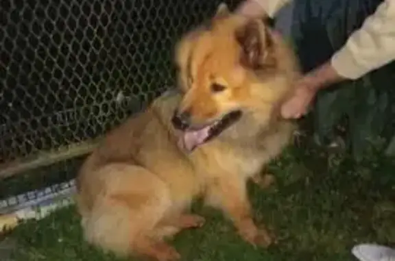 Chien trouvé Bordeaux, photo: Trouvé chien femelle, Rue des Touzeaux, 16, Chermignac - calme et câline