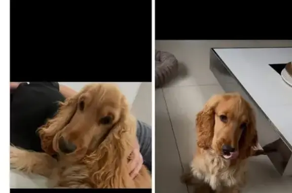 Perdu Chien, Impasse de Champagnole, 3, Châteauneuf-sur-Isère - photo