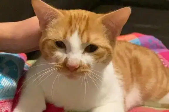 Chat perdu, Paris, photo: Perdu chat homme, La Courbe, Mayenne, Paris - Spice, roue et blanc