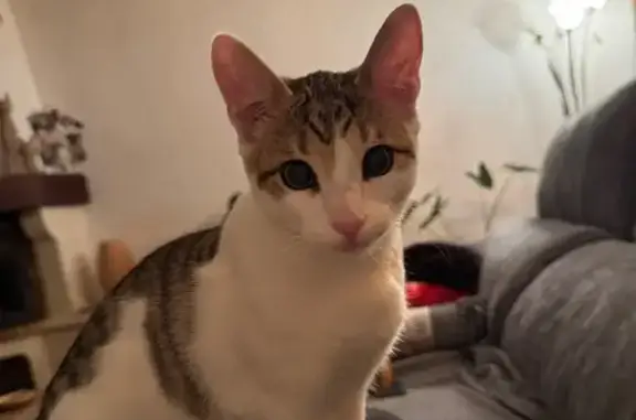 Chat perdu, Villeneuve-la-Rivière, photo: Perdu chat homme, Rue de la Bernouze, 20, Villeneuve-la-Rivière - blanc de 5 mois