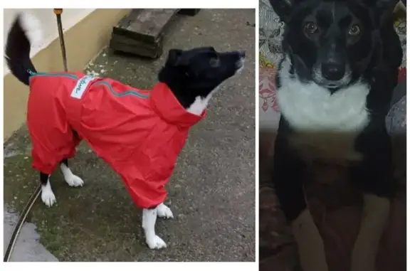 Зникла собака: чорна з білими лапами, Київ