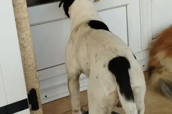 Animaux trouvés Migné-Auxances, photo: Trouvé chien homme, D30, 1, Quinçay, Migné-Auxances - noir et blanc, affectueux mais peureux