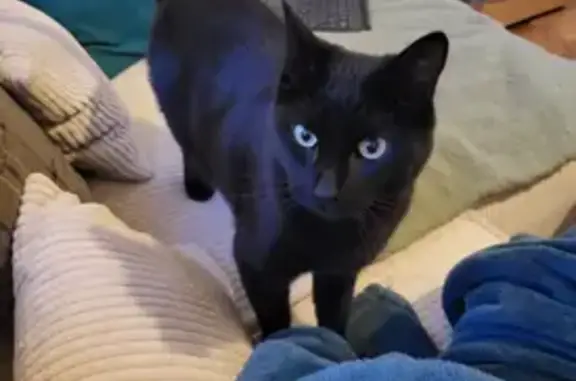 Perdu chat mâle, Rue Eugène Jacquet, 112, Lille - pelage noir uni, yeux verts clairs - photo