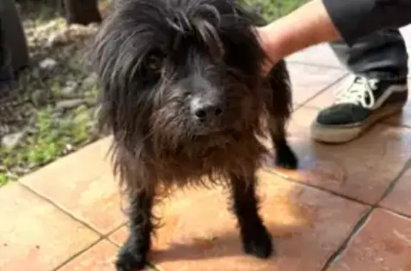 Animaux trouvés Claira, photo: Trouvé chien mâle, D83, Claira - poil mi long noir