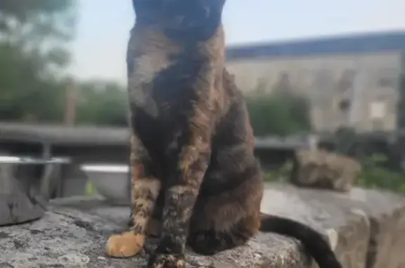 Animaux perdus Coulanges-lès-Nevers, photo: Perdu chat femelle, Allée du Moulin, Coulanges-lès-Nevers - écaille de tortue