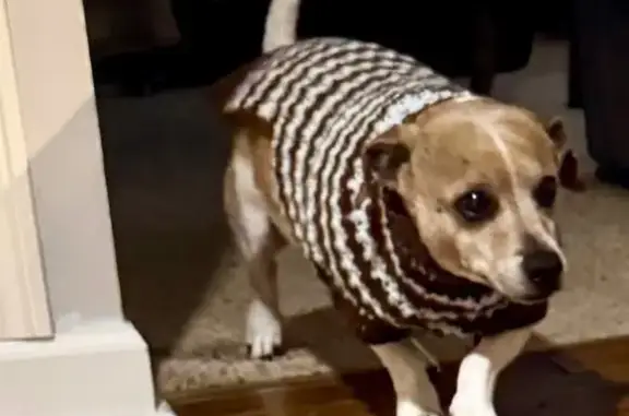 Lost Собака, Stonebridge Lane, Ozark - senior dog on medication - photo