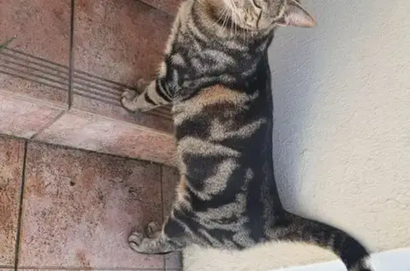 Chat trouvé Paris, photo: Trouvé chat mâle, Rue du Chanoine Vagner, Thionville, Paris
