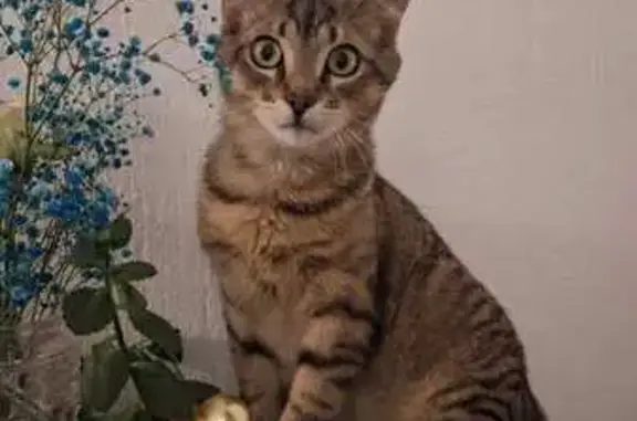 Perdu chat homme, Rue des Alizés, 25, Nieul-sur-Mer - tigré, silhouette fine - photo