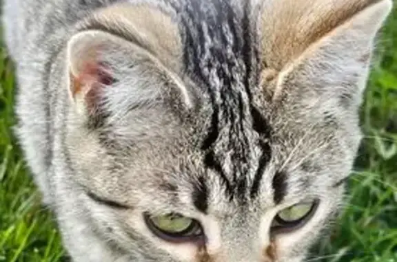 Missing cat Carleton, photo: Lost Кошка Female, Swan Creek Road, 10405, Ash Township, Carleton - overly friendly