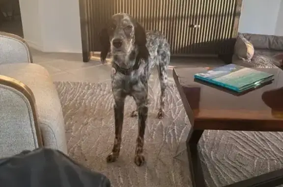Lost Собака, Lake Angelus, Michigan - green camo collar - photo