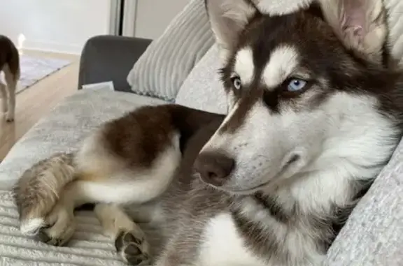 Lost Собака, Female, East 2nd Street South, 2978, Tulsa - red and white husky with unique markings - photo