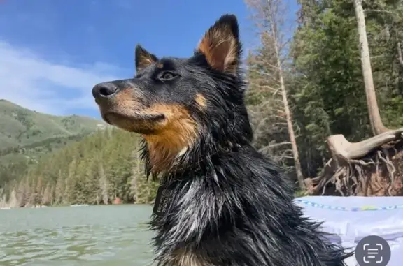 Lost Собака, Epic Court, 809, Midvale - Jasper, blue Heeler/border collie mix - photo