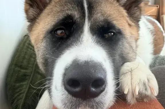 Lost Собака, Hinckley, Ohio - not aggressive but skiddish - photo