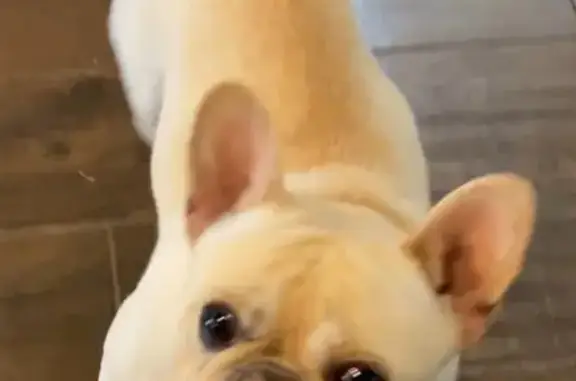 Found Собака, Stonebrook Drive...