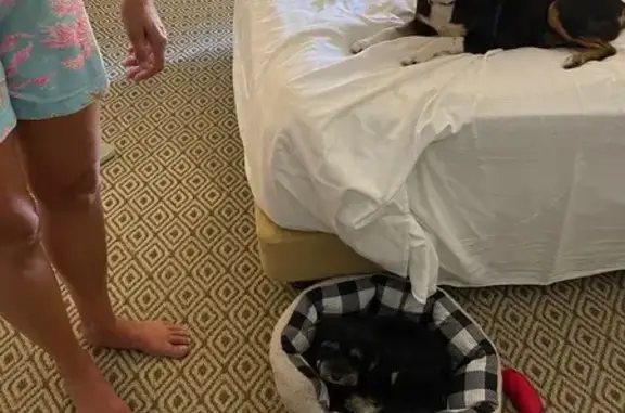 Lost Собака, North Dixie Highway, 17272, Bowling Green - photo