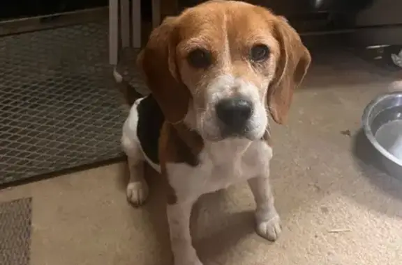 Chien trouvé Bellegarde-en-Forez, photo: Trouvée chienne, D10, 612, Saint-Cyr-les-Vignes, Bellegarde-en-Forez - très amaigrie et sociable