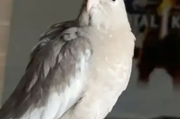 Lost Bird, Female, Painter Str...