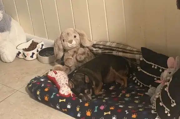 Lost собака, Female, 3rd Street, Hot Springs - black coat, 16 years old - photo