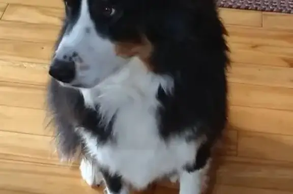 Lost Собака, Gwynn Road, 1809, Lebanon - tri color Australian shepherd - photo